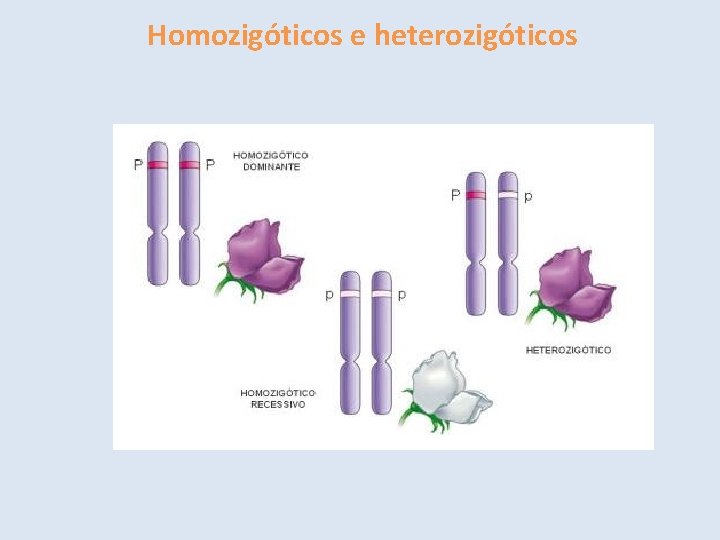 Homozigóticos e heterozigóticos 