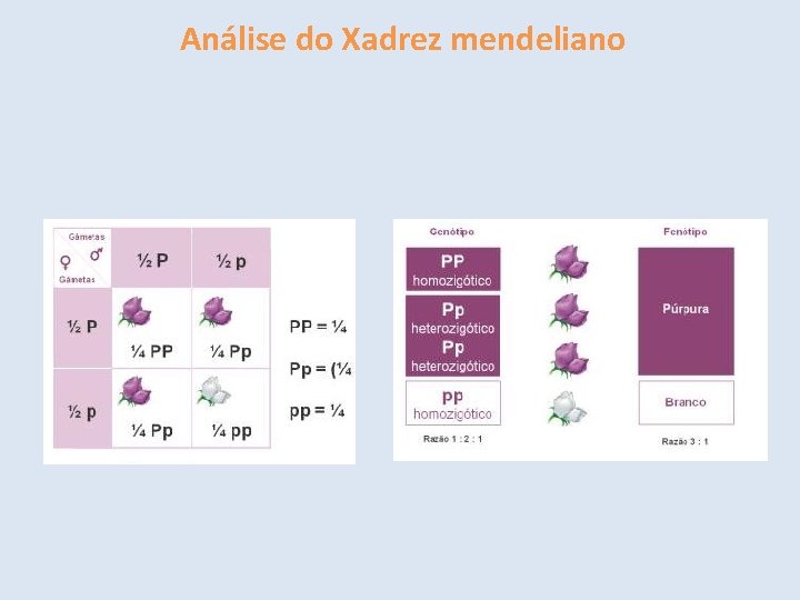 Análise do Xadrez mendeliano 