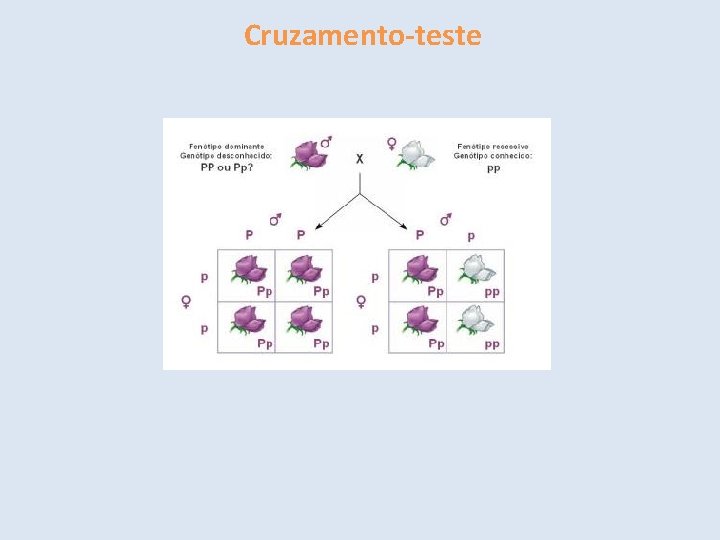 Cruzamento-teste 