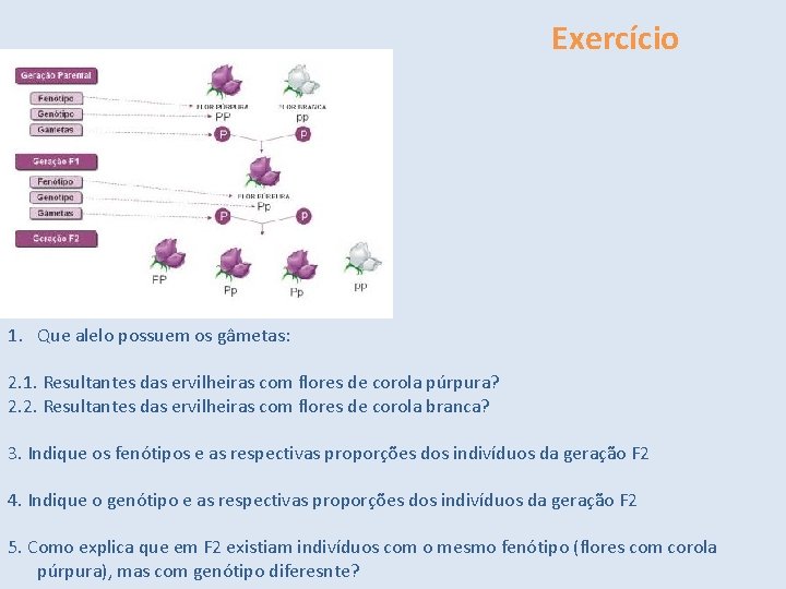 Exercício 1. Indique o genótipo da geração parental. 1. Que alelo possuem os gâmetas: