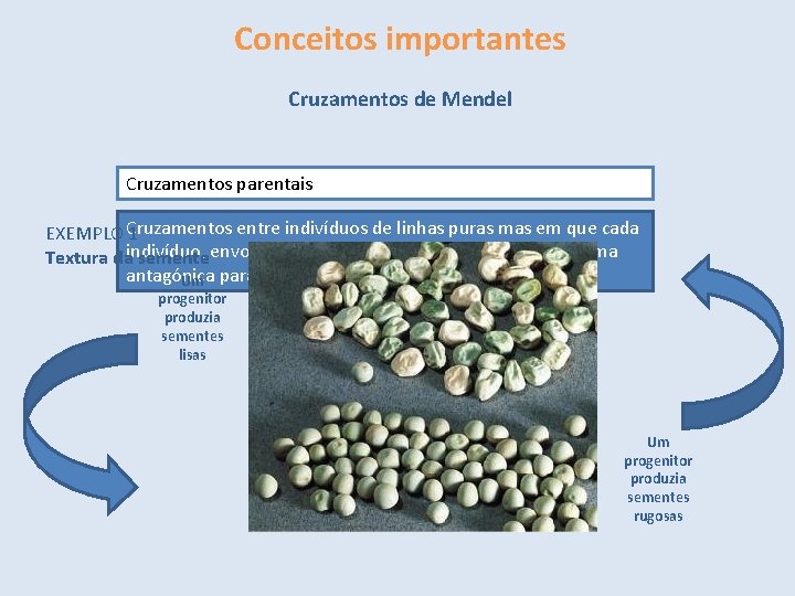 Conceitos importantes Cruzamentos de Mendel Cruzamentos parentais entre indivíduos de linhas puras mas em