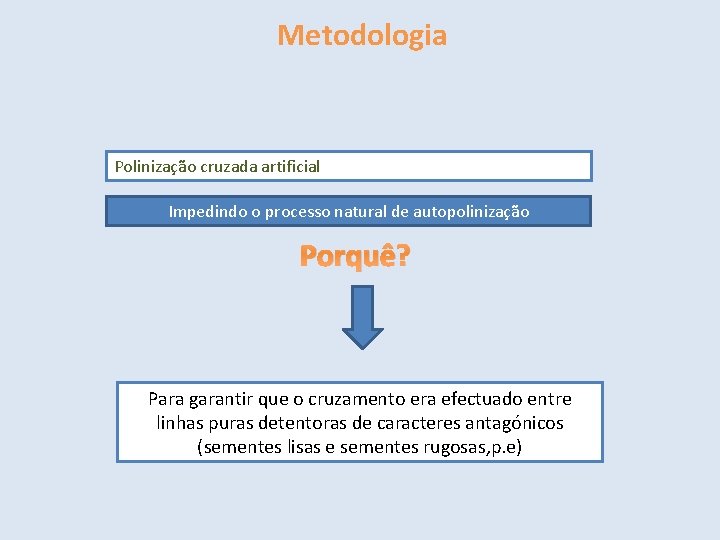 Metodologia Polinização cruzada artificial Impedindo o processo natural de autopolinização Porquê? Para garantir que