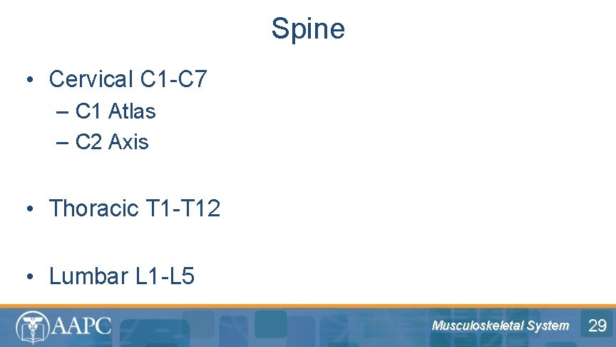 Spine • Cervical C 1 -C 7 – C 1 Atlas – C 2