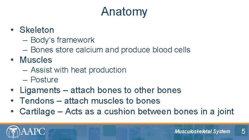 Anatomy • Skeleton – Body’s framework – Bones store calcium and produce blood cells