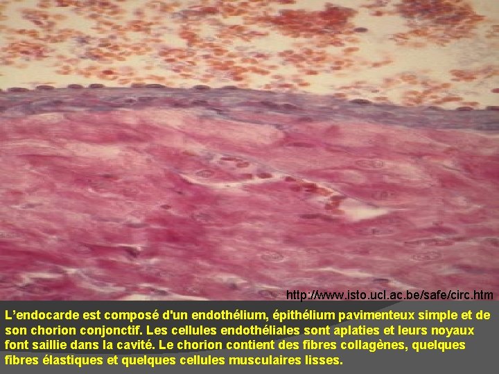 http: //www. isto. ucl. ac. be/safe/circ. htm L’endocarde est composé d'un endothélium, épithélium pavimenteux http: //www. isto. ucl. ac. be/safe/circ. htm L’endocarde est composé d'un endothélium, épithélium pavimenteux