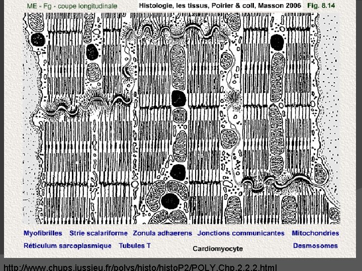 http: //www. chups. jussieu. fr/polys/histo. P 2/POLY. Chp. 2. 2. 2. html http: //www. chups. jussieu. fr/polys/histo. P 2/POLY. Chp. 2. 2. 2. html