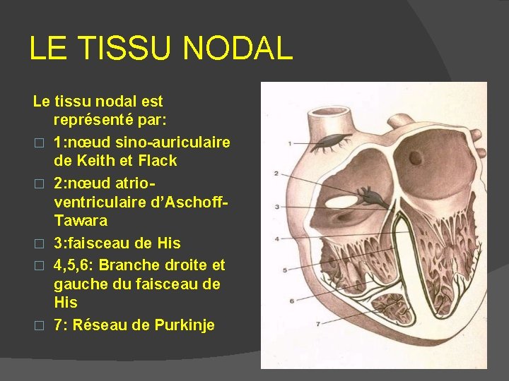 LE TISSU NODAL Le tissu nodal est représenté par: � 1: nœud sino-auriculaire de LE TISSU NODAL Le tissu nodal est représenté par: � 1: nœud sino-auriculaire de