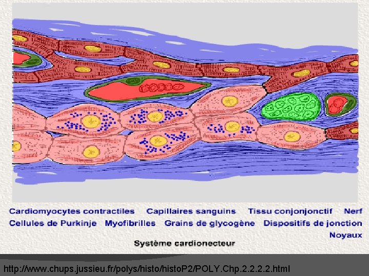 http: //www. chups. jussieu. fr/polys/histo. P 2/POLY. Chp. 2. 2. html http: //www. chups. jussieu. fr/polys/histo. P 2/POLY. Chp. 2. 2. html