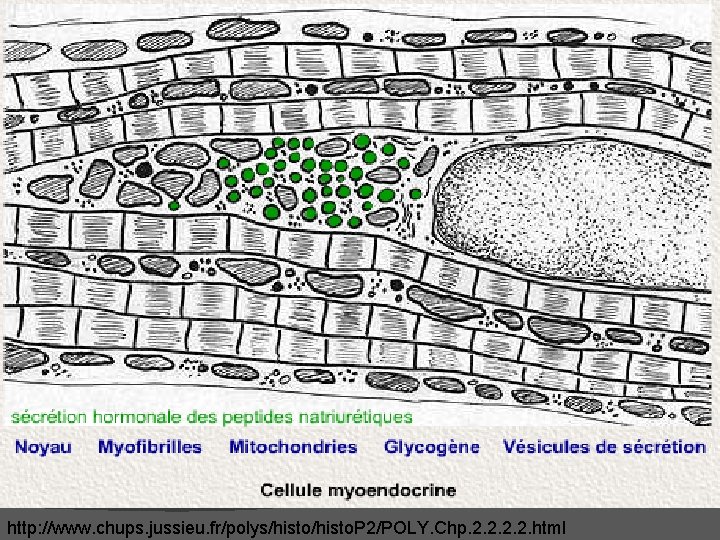 http: //www. chups. jussieu. fr/polys/histo. P 2/POLY. Chp. 2. 2. html http: //www. chups. jussieu. fr/polys/histo. P 2/POLY. Chp. 2. 2. html
