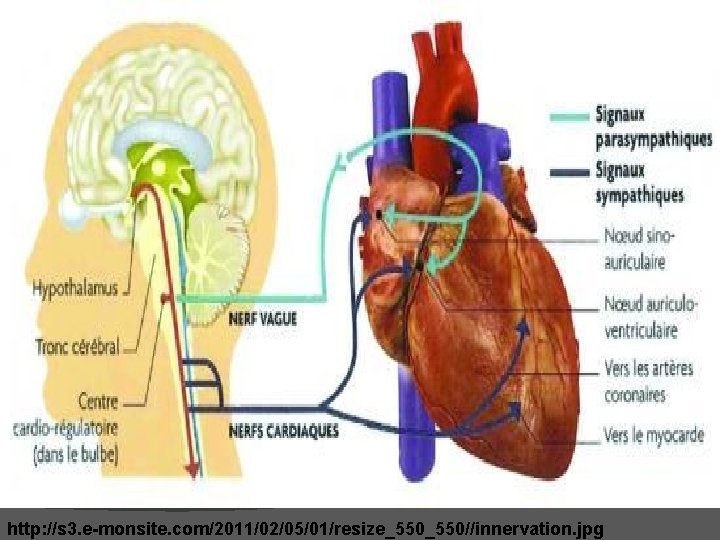 http: //s 3. e-monsite. com/2011/02/05/01/resize_550//innervation. jpg http: //s 3. e-monsite. com/2011/02/05/01/resize_550//innervation. jpg