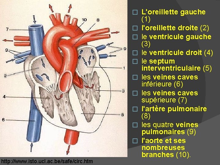 � � � � � http: //www. isto. ucl. ac. be/safe/circ. htm L'oreillette gauche � � � � � http: //www. isto. ucl. ac. be/safe/circ. htm L'oreillette gauche