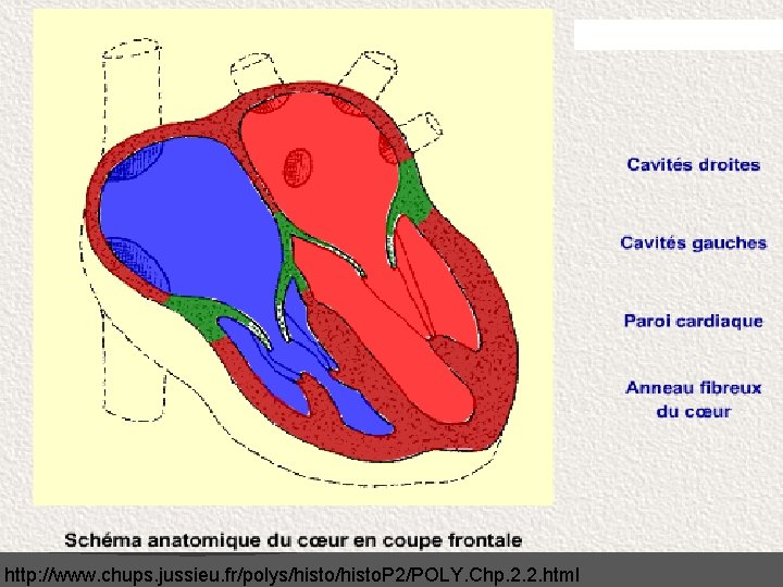 http: //www. chups. jussieu. fr/polys/histo. P 2/POLY. Chp. 2. 2. html http: //www. chups. jussieu. fr/polys/histo. P 2/POLY. Chp. 2. 2. html