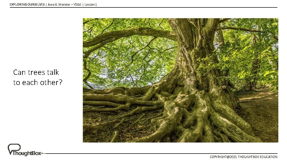 EXPLORING OURSELVES | Awe & Wonder – Y 5&6 | Lesson 1 Can trees EXPLORING OURSELVES | Awe & Wonder – Y 5&6 | Lesson 1 Can trees