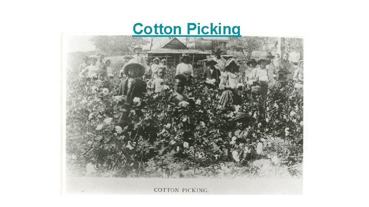 Cotton Picking 