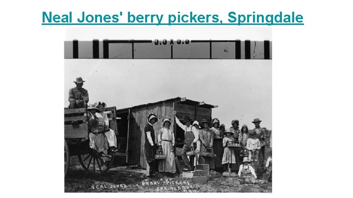 Neal Jones' berry pickers, Springdale 