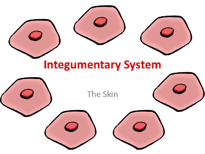 Integumentary System The Skin 