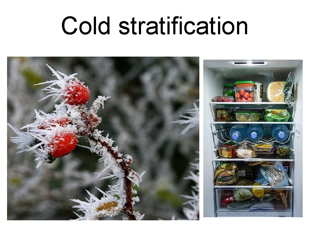 Cold stratification 