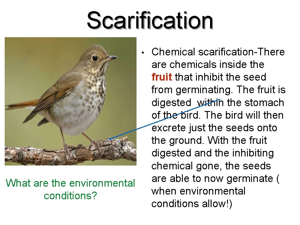 Scarification • What are the environmental conditions? Chemical scarification-There are chemicals inside the fruit