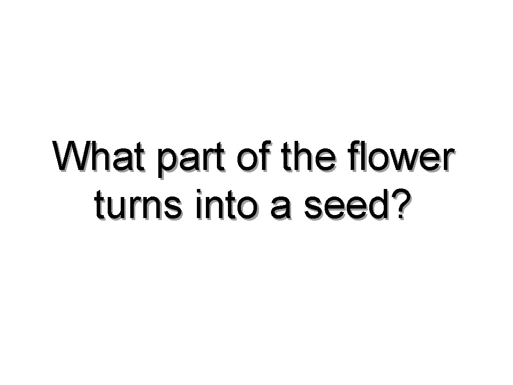 What part of the flower turns into a seed? 