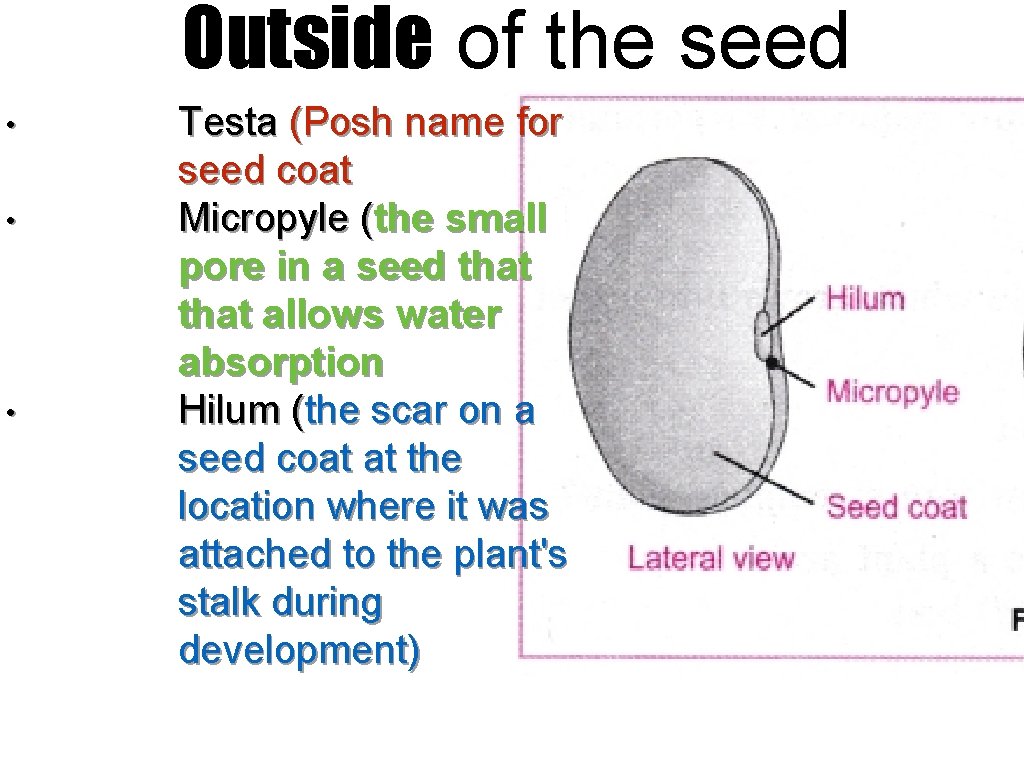 Outside of the seed • • • Testa (Posh name for seed coat Micropyle