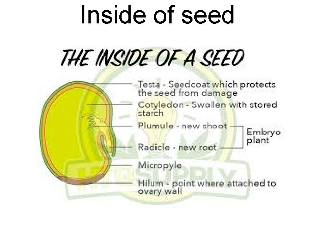 Inside of seed 