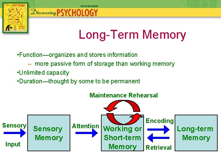 Long-Term Memory • Function—organizes and stores information – more passive form of storage than