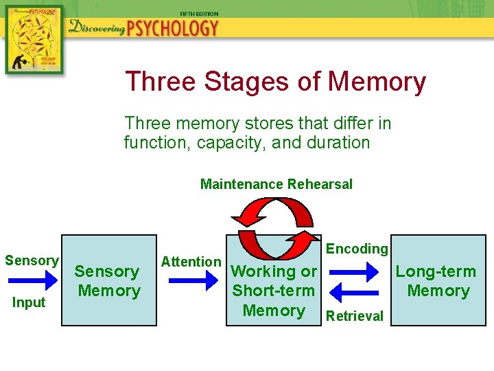 Three Stages of Memory Three memory stores that differ in function, capacity, and duration