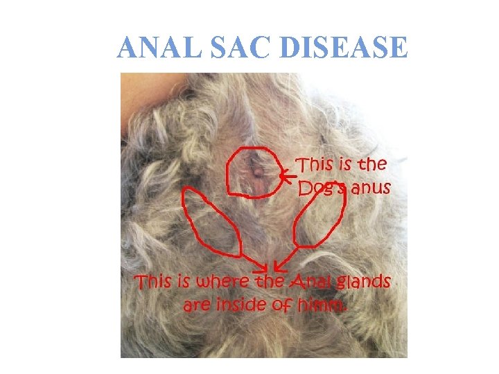 ANAL SAC DISEASE 