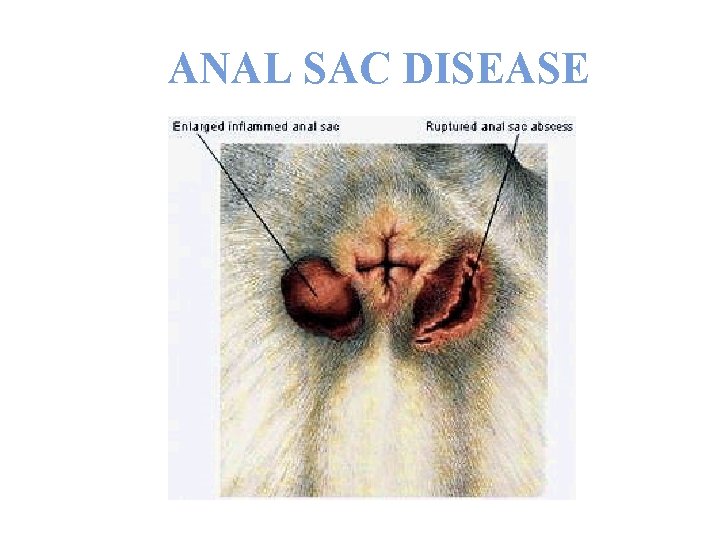 ANAL SAC DISEASE 