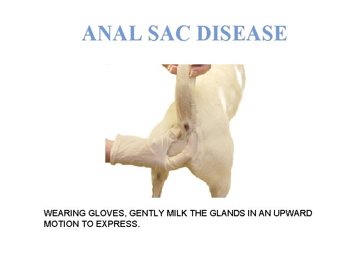 ANAL SAC DISEASE WEARING GLOVES, GENTLY MILK THE GLANDS IN AN UPWARD MOTION TO