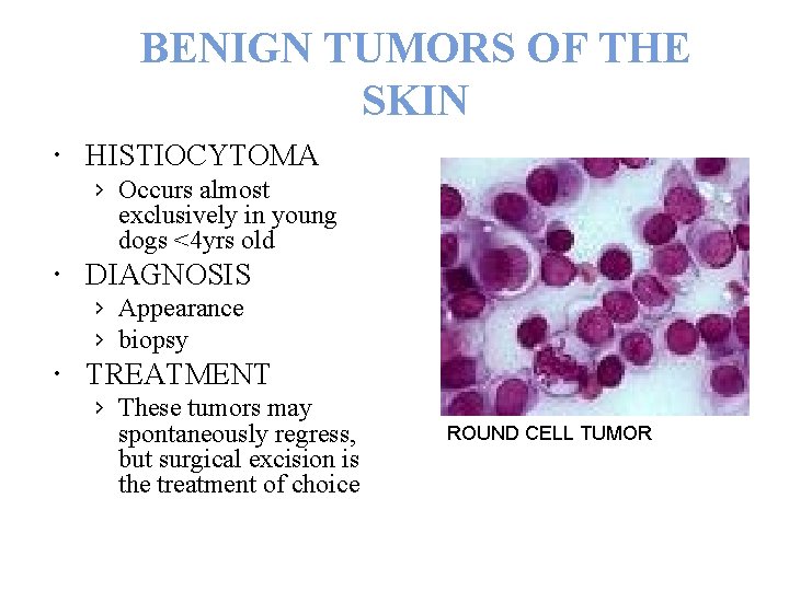 BENIGN TUMORS OF THE SKIN HISTIOCYTOMA › Occurs almost exclusively in young dogs <4