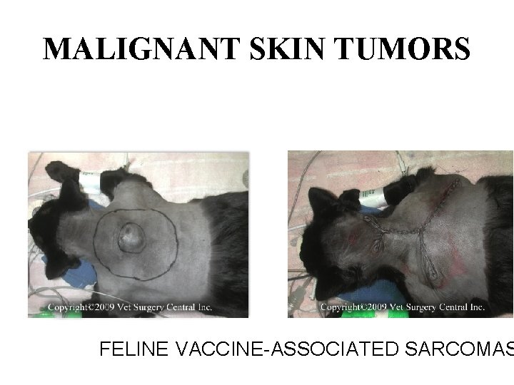 MALIGNANT SKIN TUMORS FELINE VACCINE-ASSOCIATED SARCOMAS 