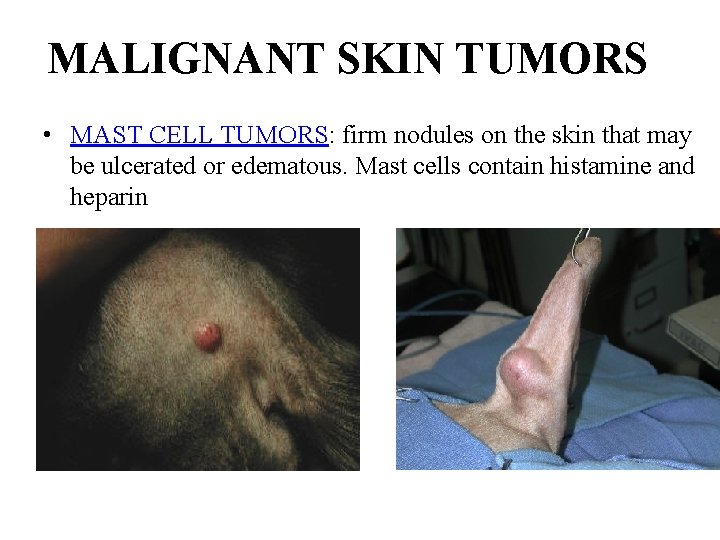 MALIGNANT SKIN TUMORS • MAST CELL TUMORS: firm nodules on the skin that may