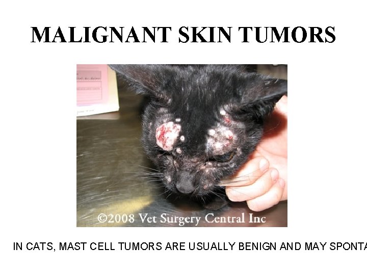 MALIGNANT SKIN TUMORS IN CATS, MAST CELL TUMORS ARE USUALLY BENIGN AND MAY SPONTA