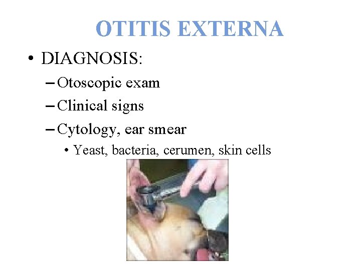 OTITIS EXTERNA • DIAGNOSIS: – Otoscopic exam – Clinical signs – Cytology, ear smear