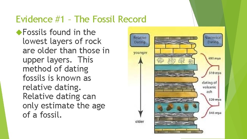 Evidence #1 – The Fossil Record Fossils found in the lowest layers of rock