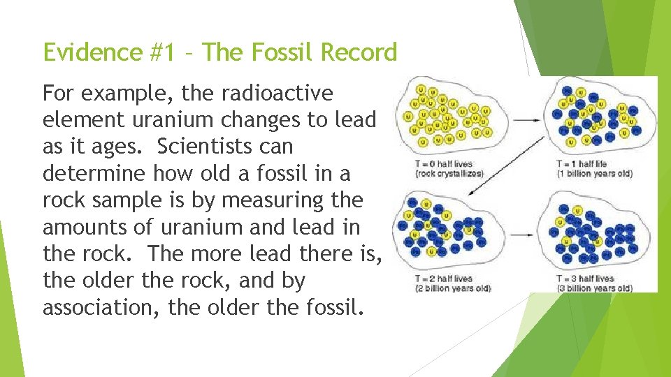 Evidence #1 – The Fossil Record For example, the radioactive element uranium changes to