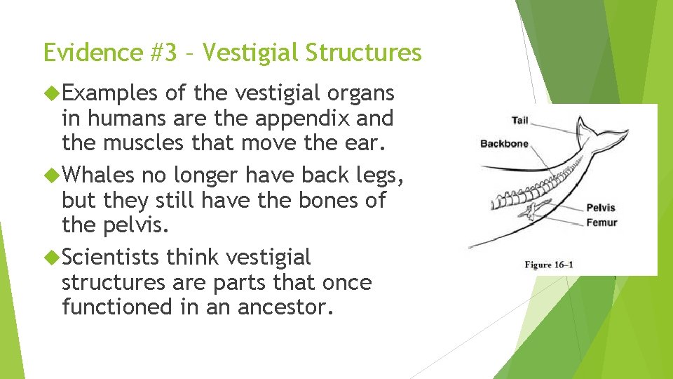 Evidence #3 – Vestigial Structures Examples of the vestigial organs in humans are the