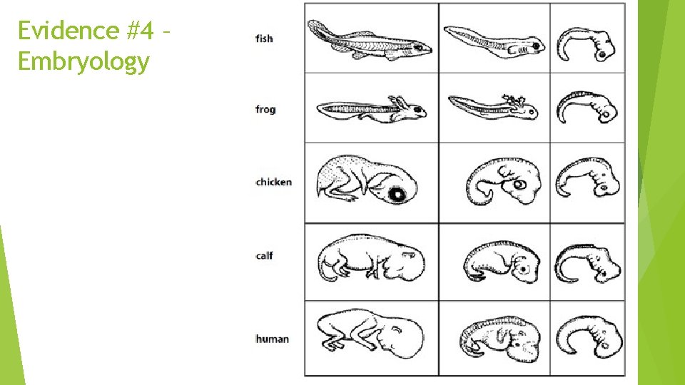 Evidence #4 – Embryology 