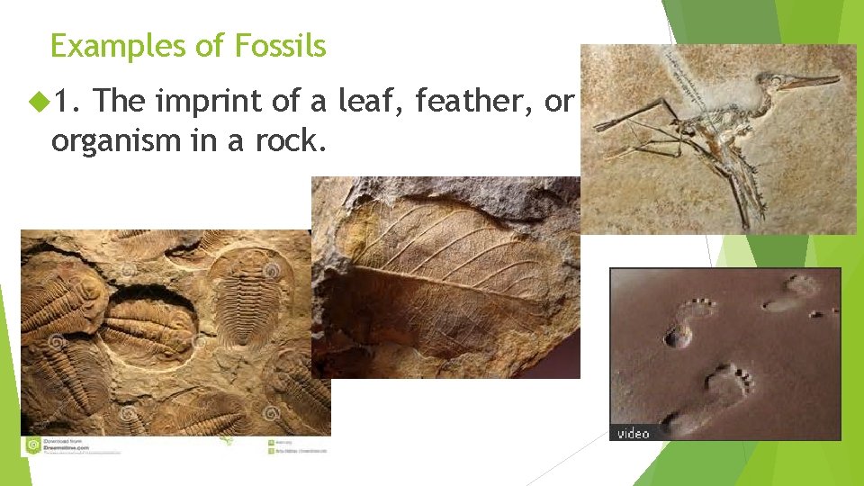 Examples of Fossils 1. The imprint of a leaf, feather, or organism in a