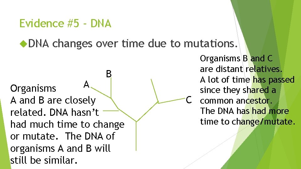 Evidence #5 - DNA changes over time due to mutations. B A Organisms A