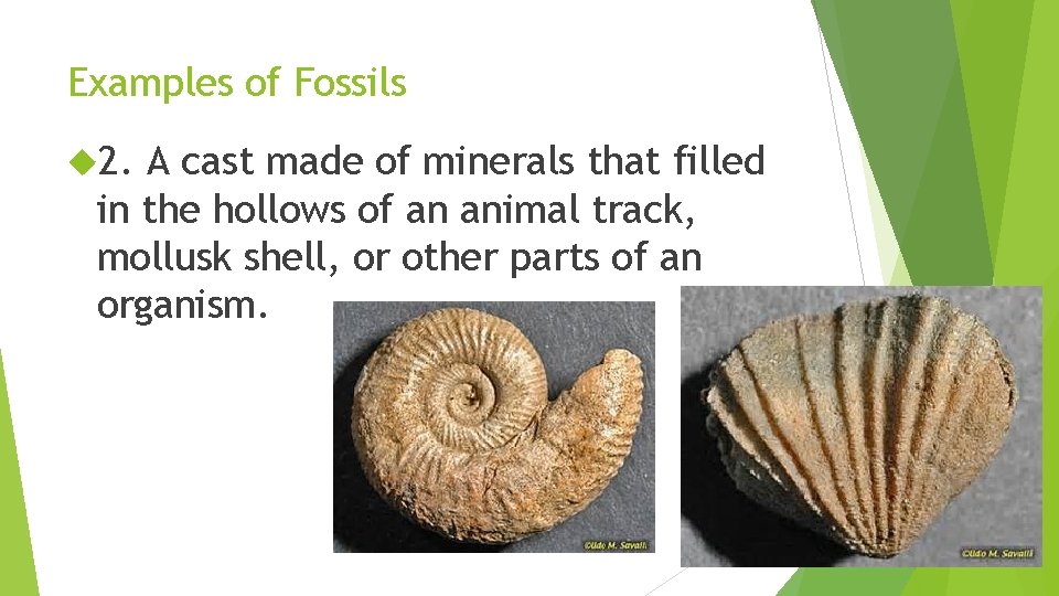Examples of Fossils 2. A cast made of minerals that filled in the hollows