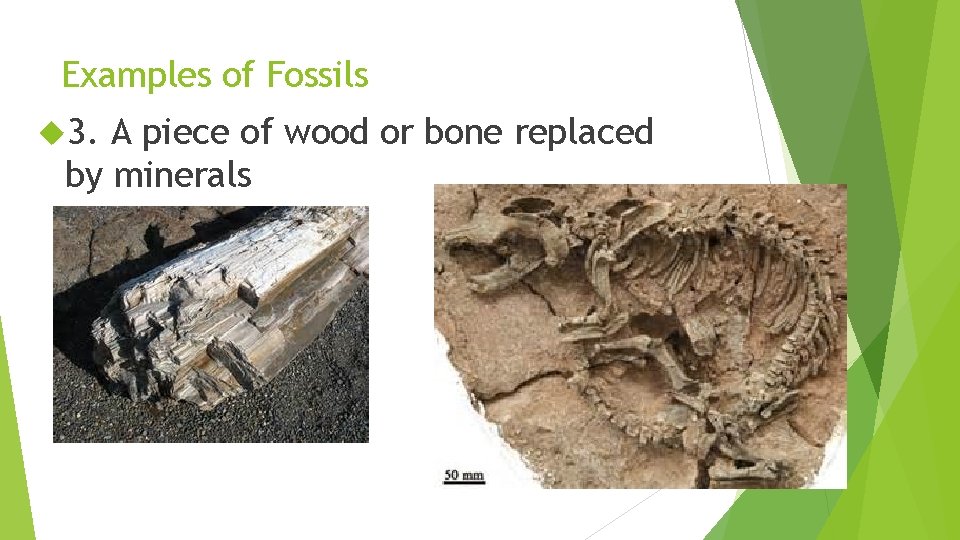 Examples of Fossils 3. A piece of wood or bone replaced by minerals 