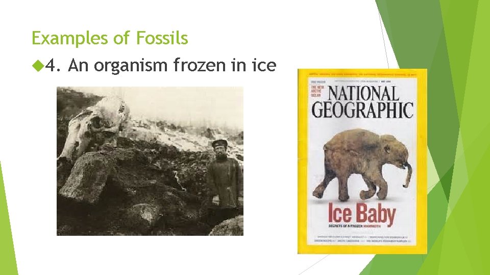 Examples of Fossils 4. An organism frozen in ice 
