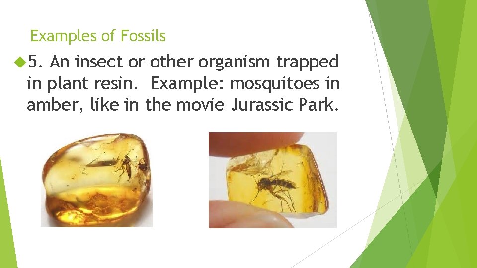 Examples of Fossils 5. An insect or other organism trapped in plant resin. Example: