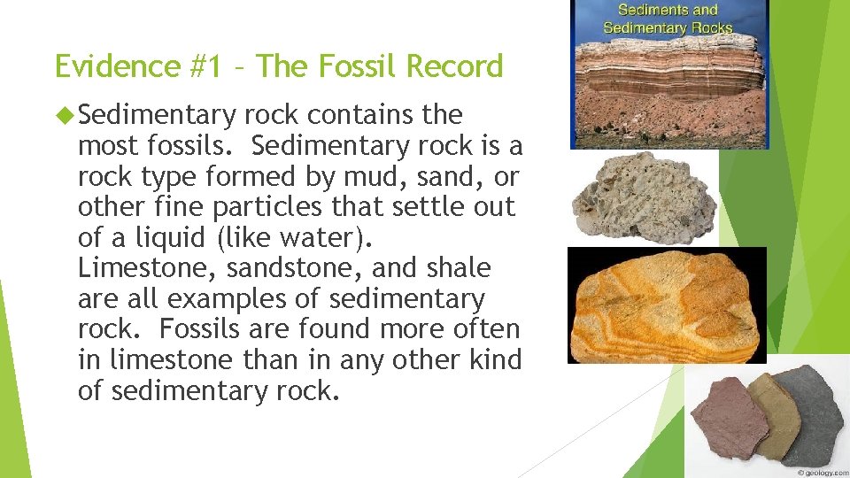 Evidence #1 – The Fossil Record Sedimentary rock contains the most fossils. Sedimentary rock