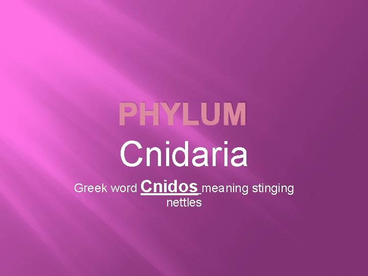 PHYLUM Cnidaria Greek word Cnidos meaning stinging nettles 