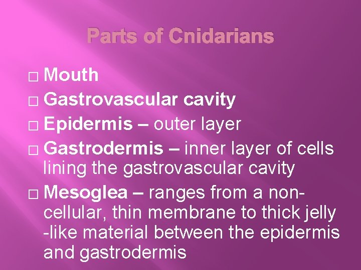 Parts of Cnidarians Mouth � Gastrovascular cavity � Epidermis – outer layer � Gastrodermis