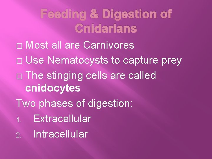 Feeding & Digestion of Cnidarians Most all are Carnivores � Use Nematocysts to capture