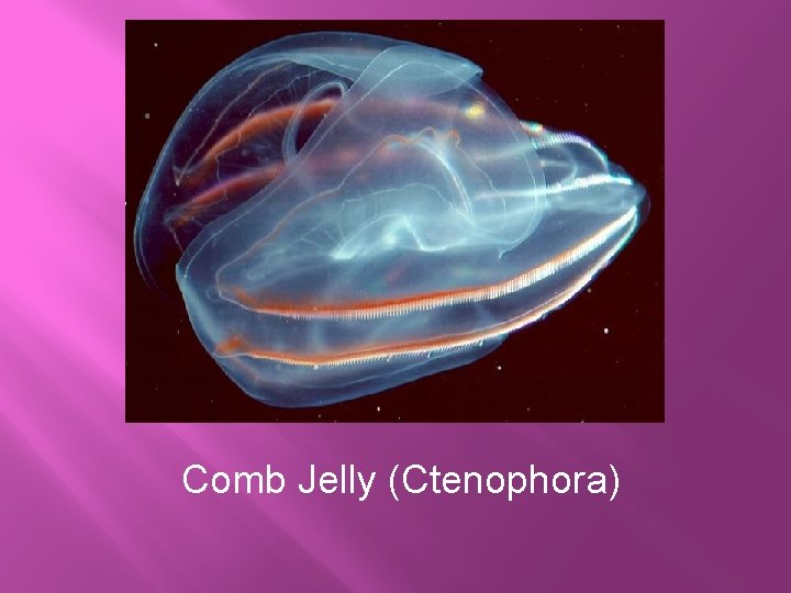 Comb Jelly (Ctenophora) 
